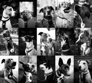 Photographers get behind animal rescue campaign 